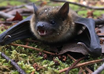 cotia-registra-caso-de-raiva-em-morcegos.-no-estado-ja-sao-nove-ocorrencias