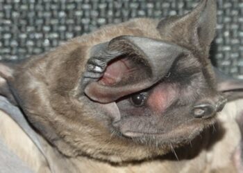 É temporada de reprodução de morcegos. Saiba como agir