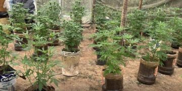 PM Ambiental encontra plantação de maconha em cidade da região