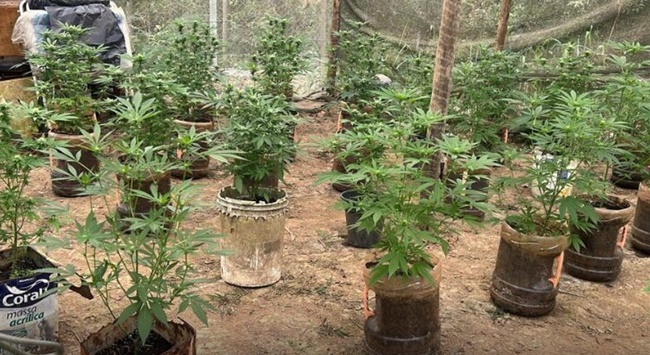 PM Ambiental encontra plantação de maconha em cidade da região