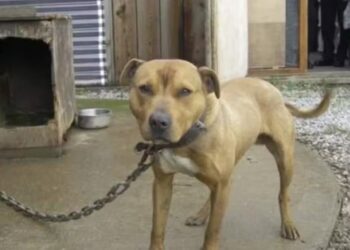 quem-abandonar-animal-pode-ficar-impedido-de-alugar-imoveis