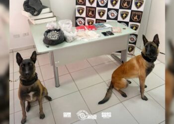 Cão da PM localiza mais de mil porções de drogas em Vargem Grande Paulista