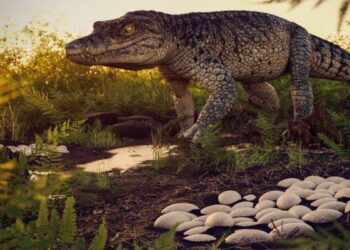 86 milhões de anos: ovos de ancestrais de crocodilos são achados em SP