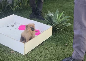 abandono-de-filhote-e-investigado-pela-policia-em-sao-roque