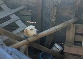 projeto-dispensa-audiencia-de-custodia-em-caso-de-maus-tratos-a-animais