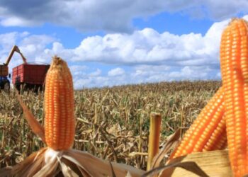 Valor da produção agropecuária do milho no estado de SP cresce 26% em 2025