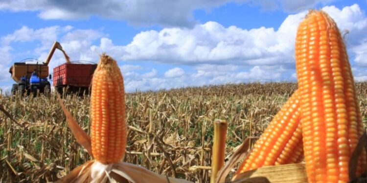 Valor da produção agropecuária do milho no estado de SP cresce 26% em 2025