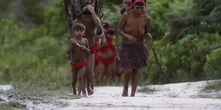 Concessão de florestas em terras indígenas e quilombolas é inconstitucional