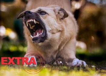 Proprietária de cão é autuada após animal atacar criança de 8 anos em via pública de Vilhena