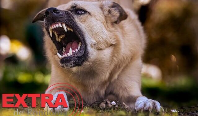 Proprietária de cão é autuada após animal atacar criança de 8 anos em via pública de Vilhena