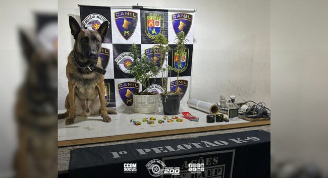 Canil do 5º Baep apreende estufa de drogas durante ação em Itapevi