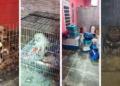 pm-resgata-12-caes-em-situacao-de-maus-tratos-em-canil-clandestino-na-regiao