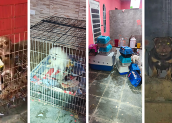 pm-resgata-12-caes-em-situacao-de-maus-tratos-em-canil-clandestino-na-regiao