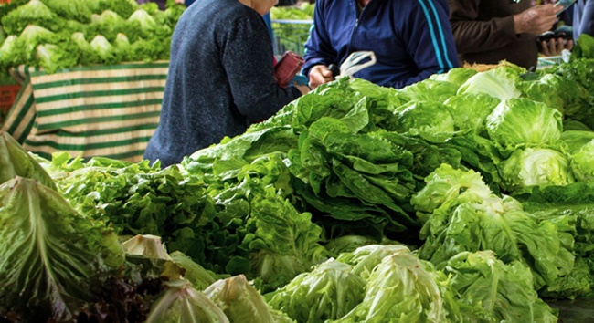 Chuvas irregulares e altas temperaturas desafiam a produção de alface em Ibiúna