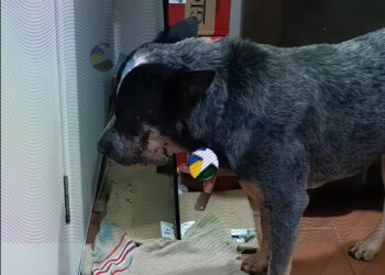 Homem que mutilou cachorro com roçadeira é preso preventivamente após rápida ação do MP