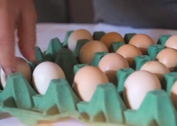 teia-agroecologica-fortalece-produtores-em-vargem-grande-paulista