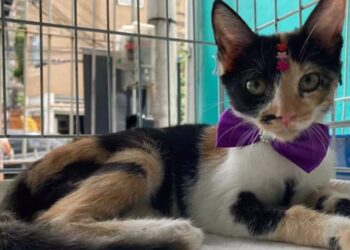 deputado-quer-obrigar-monitoramento-em-petshops,-clinicas-e-creches-para-animais