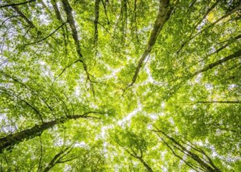 Grupo Executivo de Sustentabilidade do Ciesp Cotia vai discutir o meio ambiente