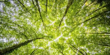 Grupo Executivo de Sustentabilidade do Ciesp Cotia vai discutir o meio ambiente