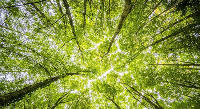 Grupo Executivo de Sustentabilidade do Ciesp Cotia vai discutir o meio ambiente