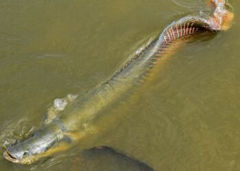 Ibama classifica pirarucu como espécie invasora no rio Madeira e libera pesca sem limites em Rondônia