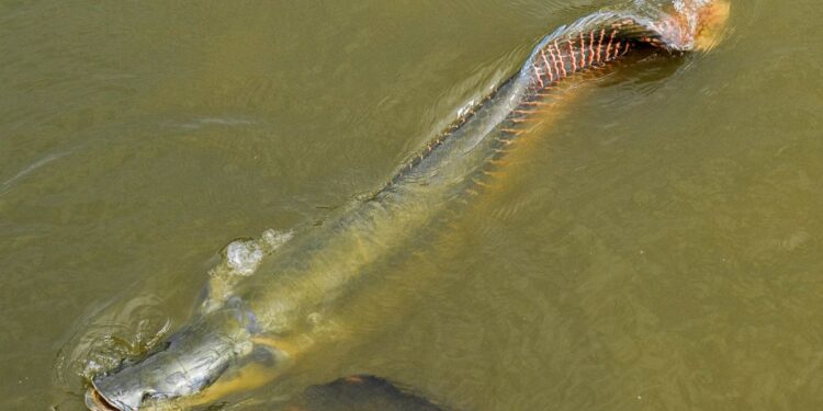 Ibama classifica pirarucu como espécie invasora no rio Madeira e libera pesca sem limites em Rondônia