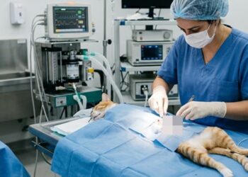 caucaia-do-alto-tera-mutirao-de-castracao-de-caes-e-gatos