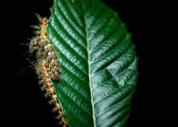 o-que-fazer-ao-encontrar-uma-taturana-ou-lagarta?