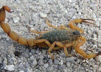 Por que aumentaram os acidentes por picada de escorpião? Butantan explica