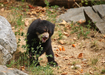 Visitante é mordido por urso em parque dos EUA e trilhas são fechadas