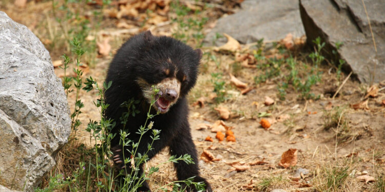 Visitante é mordido por urso em parque dos EUA e trilhas são fechadas