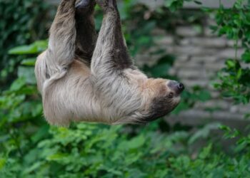 Mais de 30 preguiças morrem antes da abertura de atração em Orlando e geram polêmica