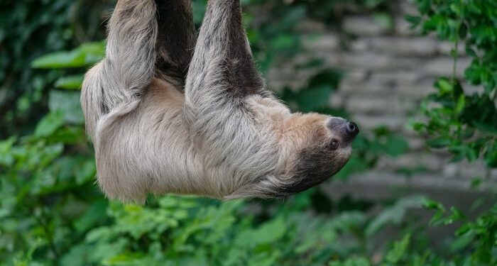 Mais de 30 preguiças morrem antes da abertura de atração em Orlando e geram polêmica
