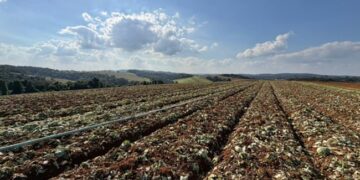 sp-libera-r$-5-mi-para-produtores-afetados-pelas-chuvas-em-ibiuna-e-piedade