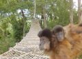 Linha férrea de Cotia vai receber pontes para passagem de animais