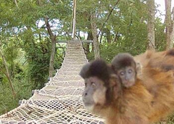 Linha férrea de Cotia vai receber pontes para passagem de animais