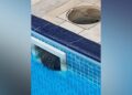 Cotia entala em caixa de piscina e mobiliza bombeiros em Blumenau