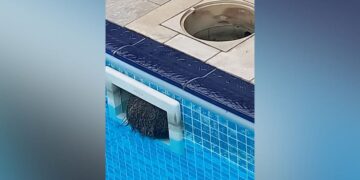 Cotia entala em caixa de piscina e mobiliza bombeiros em Blumenau